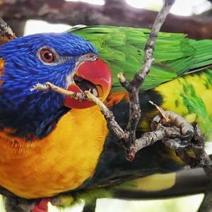 Jun. 2021 - Flights of Fancy: A Brilliance of Birds - Swainson's Lorikeet