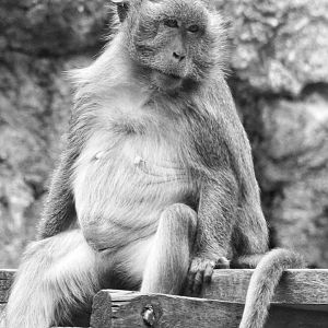 Jun. 2021 - Oceans - Long-tailed Macaque