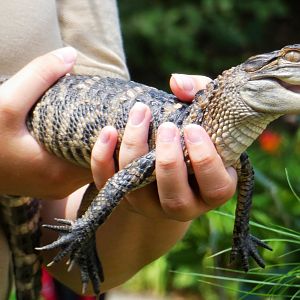 Jun. 2021 - Alligators & Crocodile: The Fight to Survive - American Alligator