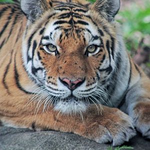 Jun. 2021 - Forests - Amur Tiger