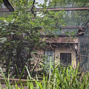 Indonesian Rainforest Aviary