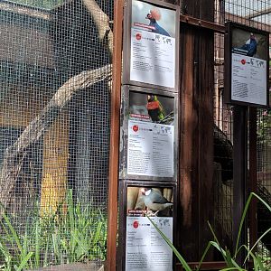 Rainforest Aviary Bird Signs
