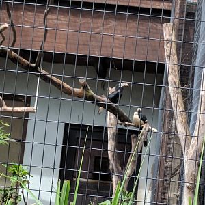 Visayan Hornbills