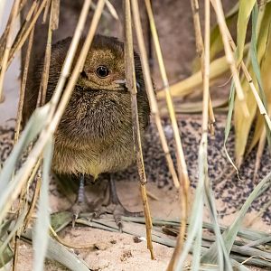 Australian Brush Turkey chick - Natural Incubation / Hamerton / 5-8-21