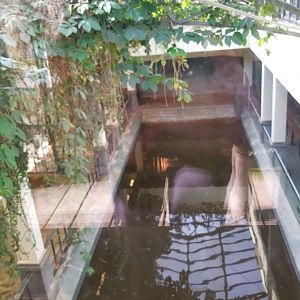 Indoor hippo basin from above