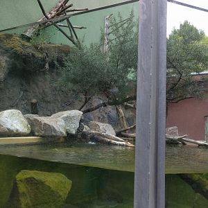 Asian small clawed Otter and Binturong Enclosure