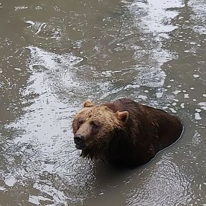 Swimming bear