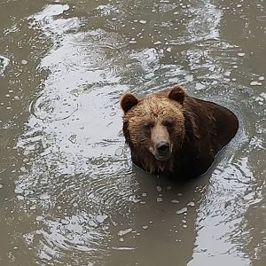 Swimming bear