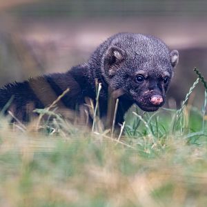 Tayra baby / Hamerton / 5-8-21