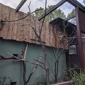 Blue faced Honeyeater Aviary