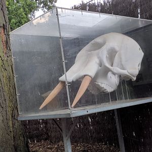 Elephant Skull Display