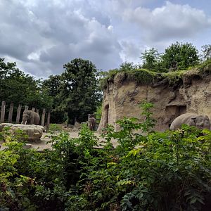 Asian Elephant Enclosure