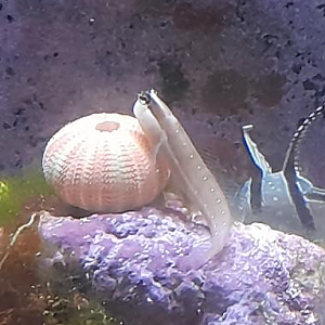 Queensland Combtooth Blenny