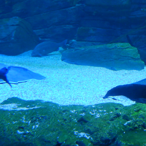 Freshwater Whiptail Rays