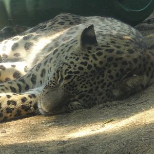 Sleeping Persian leopard (Akhum)