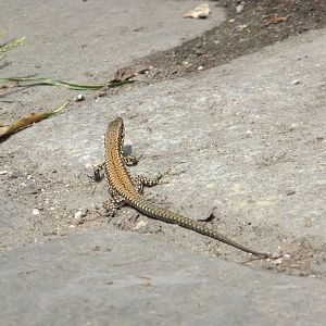 Free wall lizard