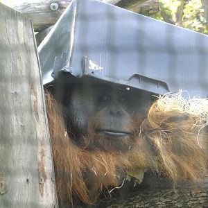 Sumatran orang named Chuij