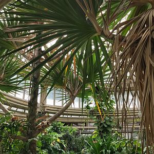 Vegetation in the Victoria Hall
