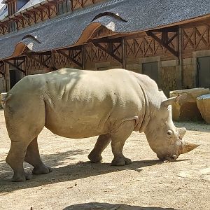 Southern white rhino