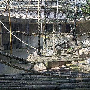 Enclosure for gorilla Nasibu