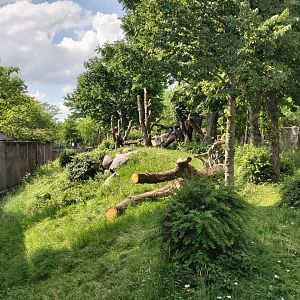 Gorilla outdoor enclosure.