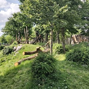 Gorilla outdoor enclosure