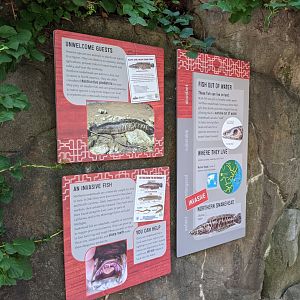 Snakehead Exhibit - Asia Trail