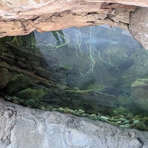 Snakehead Exhibit - Asia Trail