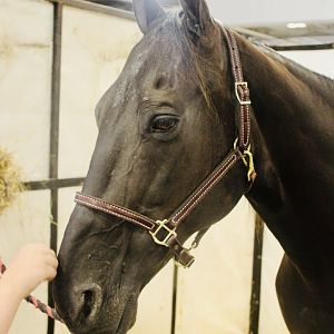Aug. 2021 - Indiana State Fair - Domestic Horse