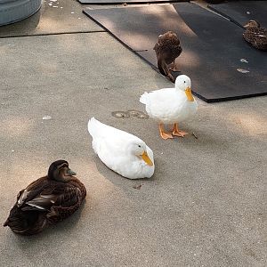Domestic ducks