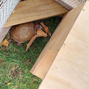 Common box turtle