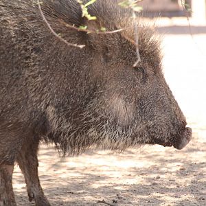 Chacoan Peccary