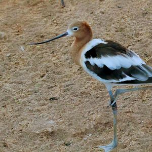 American Avocet