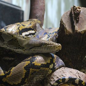 Reticulated Python