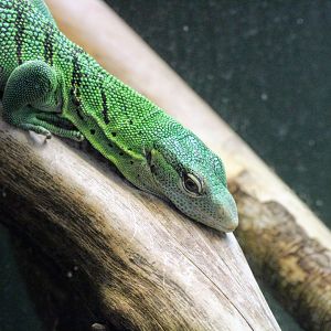 Emerald Tree Monitor