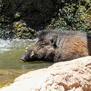 Visayan Warty Pig