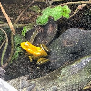 Black-legged Poison Frog