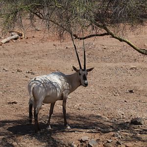 Arabian Oryx