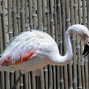 Chilean Flamingo