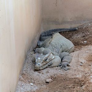 Rhinoceros Iguana