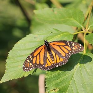 Monarch butterfly (Danaus plexippus)