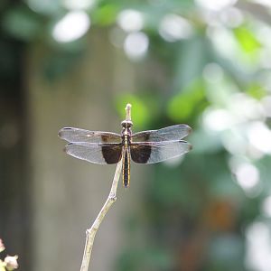 Widow skimmer (Libellula luctuosa)
