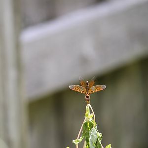 Eastern amberwing (Perithemis tenera)