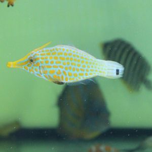 Harlequin filefish - Oxymonacanthus longirostris