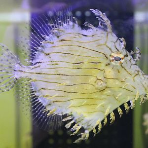 Prickly leatherjacket - Chaetodermis penicilligerus
