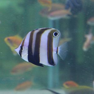 Two-spot coralfish - Coradion melanopus