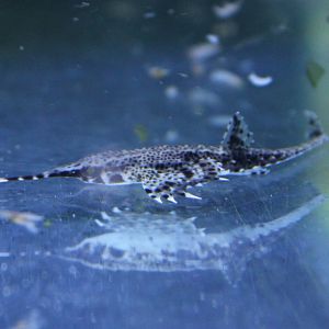 Dragon sea moth - Eurypegasus draconis