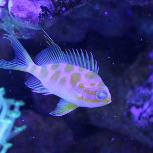 Checked swallowtail - Odontanthias borbonius