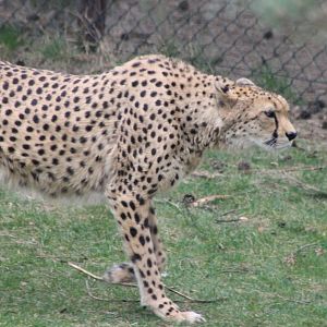 Cheetah