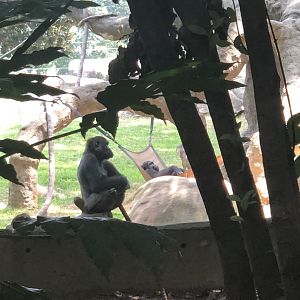 Gorillas